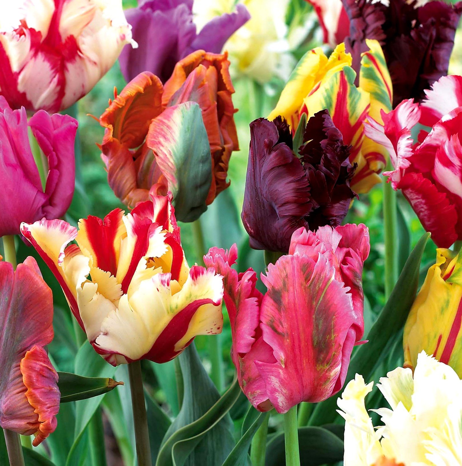 Double Tulips Bulbs-chloriseeds