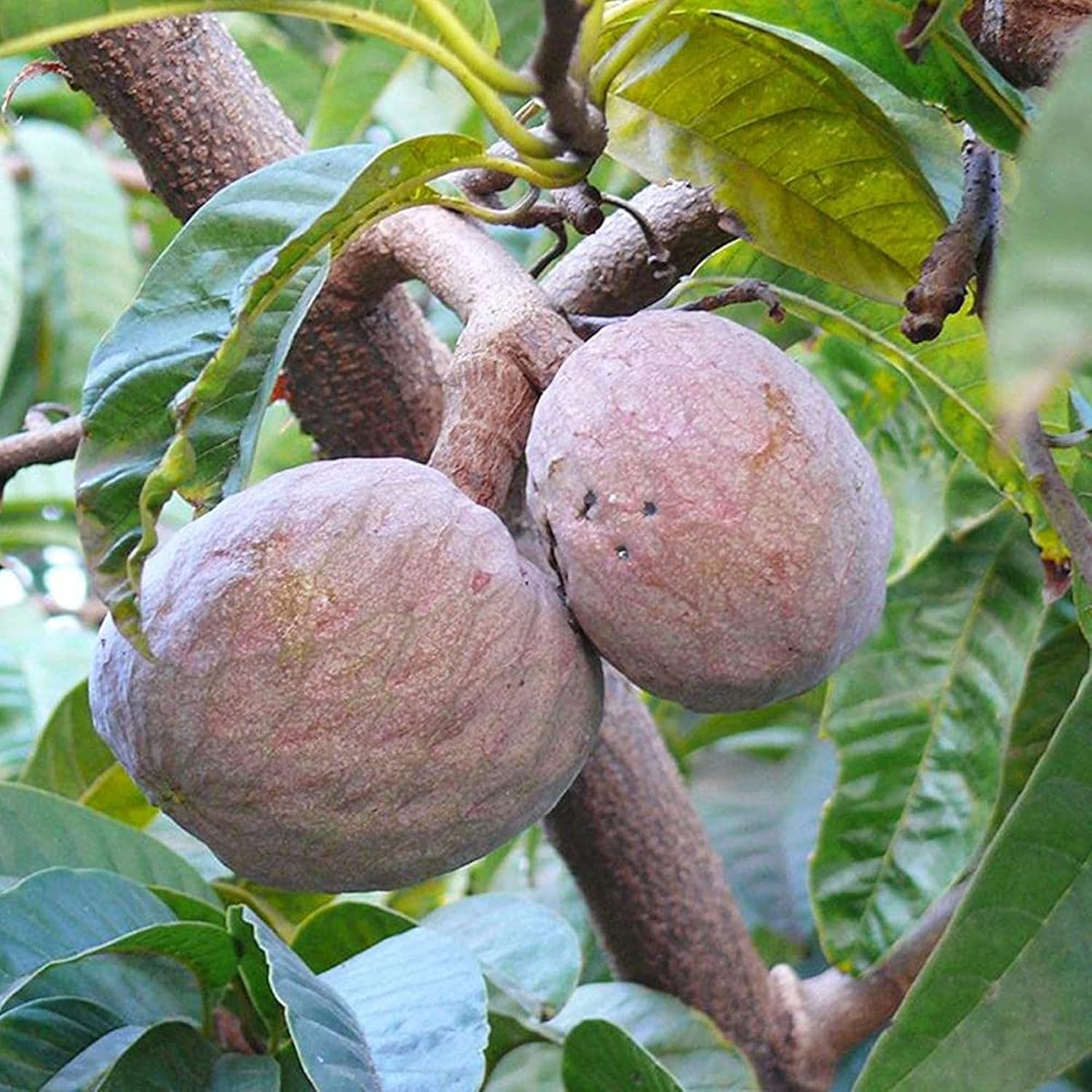 Red Custard Apple Tree Seeds