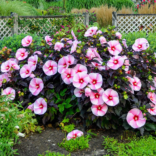 Sweet & Sultry Hibiscus Collection-chloriseeds