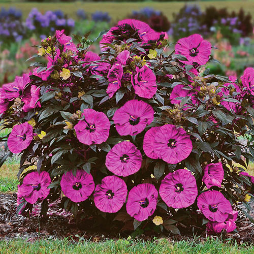 Sweet & Sultry Hibiscus Collection-chloriseeds