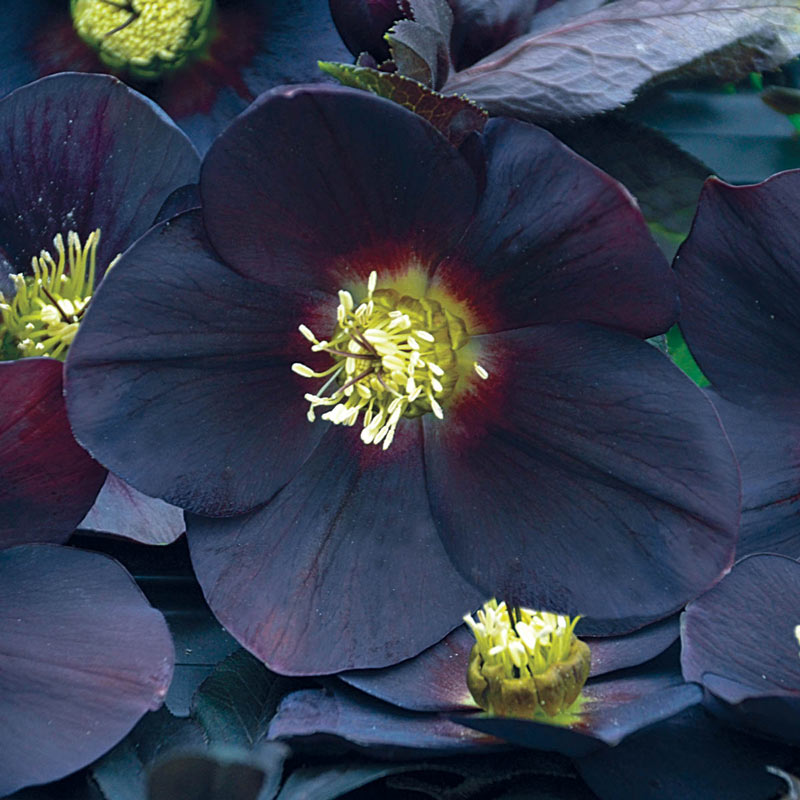 Honeymoon Hellebore Collection-chloriseeds