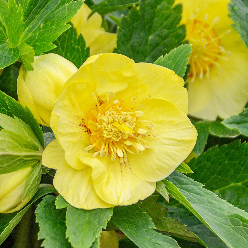 Honeymoon Hellebore Collection-chloriseeds