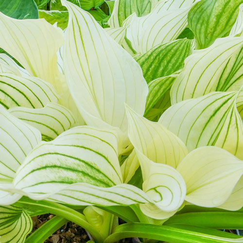 Improved White Feather Hosta Plants-chloriseeds