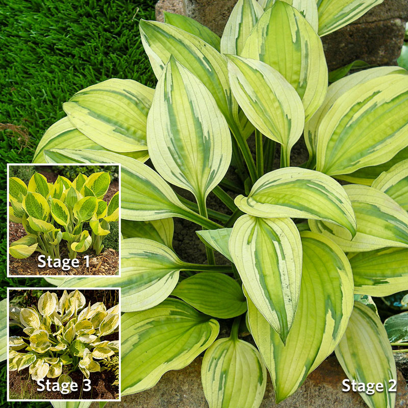 Captain's Adventure Hosta-chloriseeds