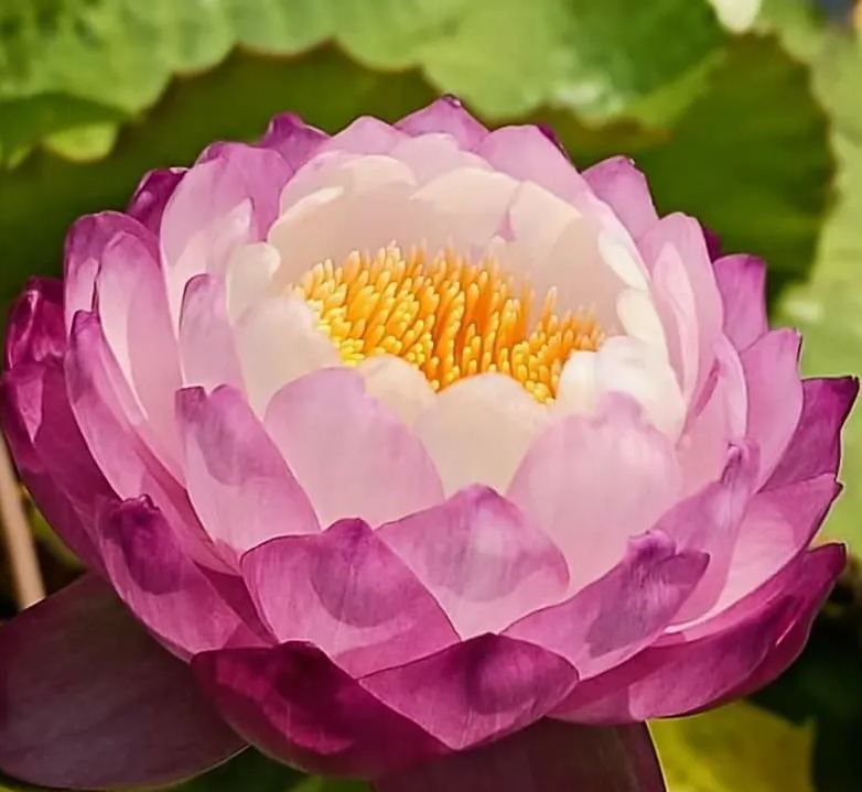 Giant Lotus Seeds💐Color Mixing