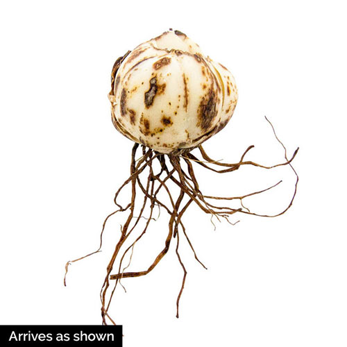 Trailblazer Carpet Border Lily Mixture-chloriseeds