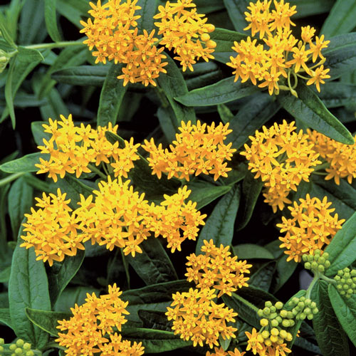 Asclepias Collection-chloriseeds