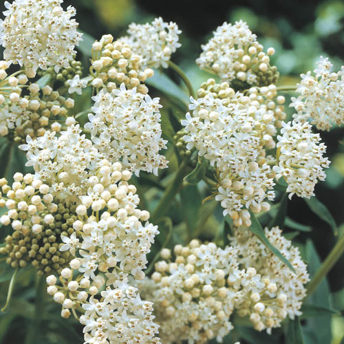 Asclepias Collection-chloriseeds