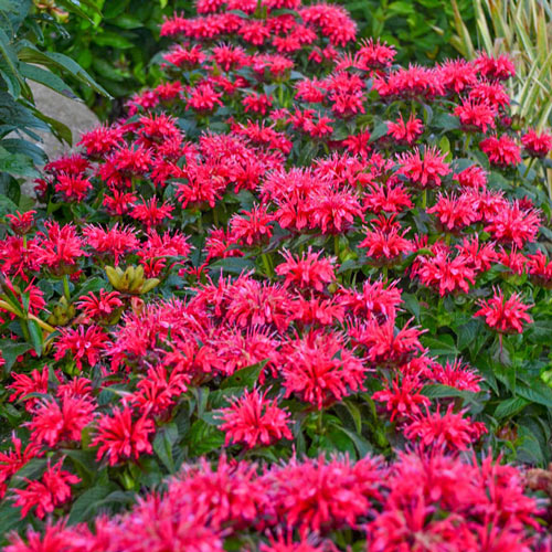 Bee Balm Collection-chloriseeds