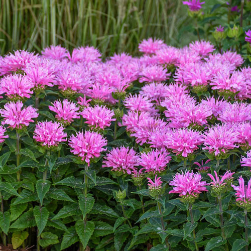 Bee Balm Collection-chloriseeds