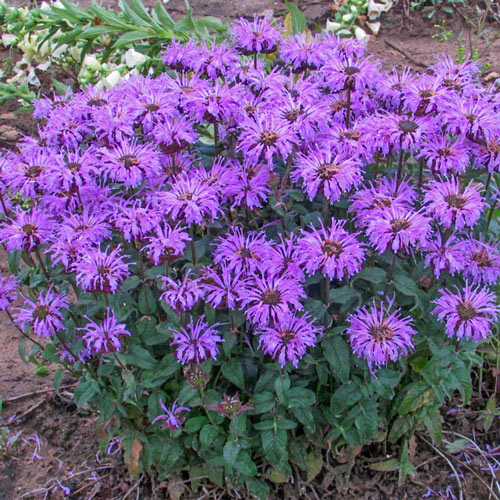 Bee Balm Collection-chloriseeds