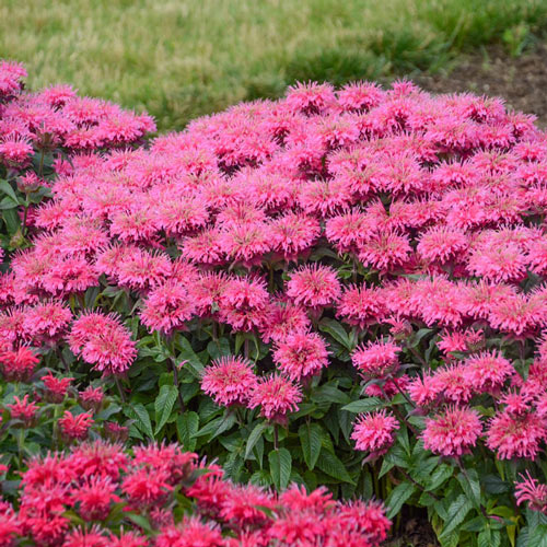Bee Balm Collection-chloriseeds