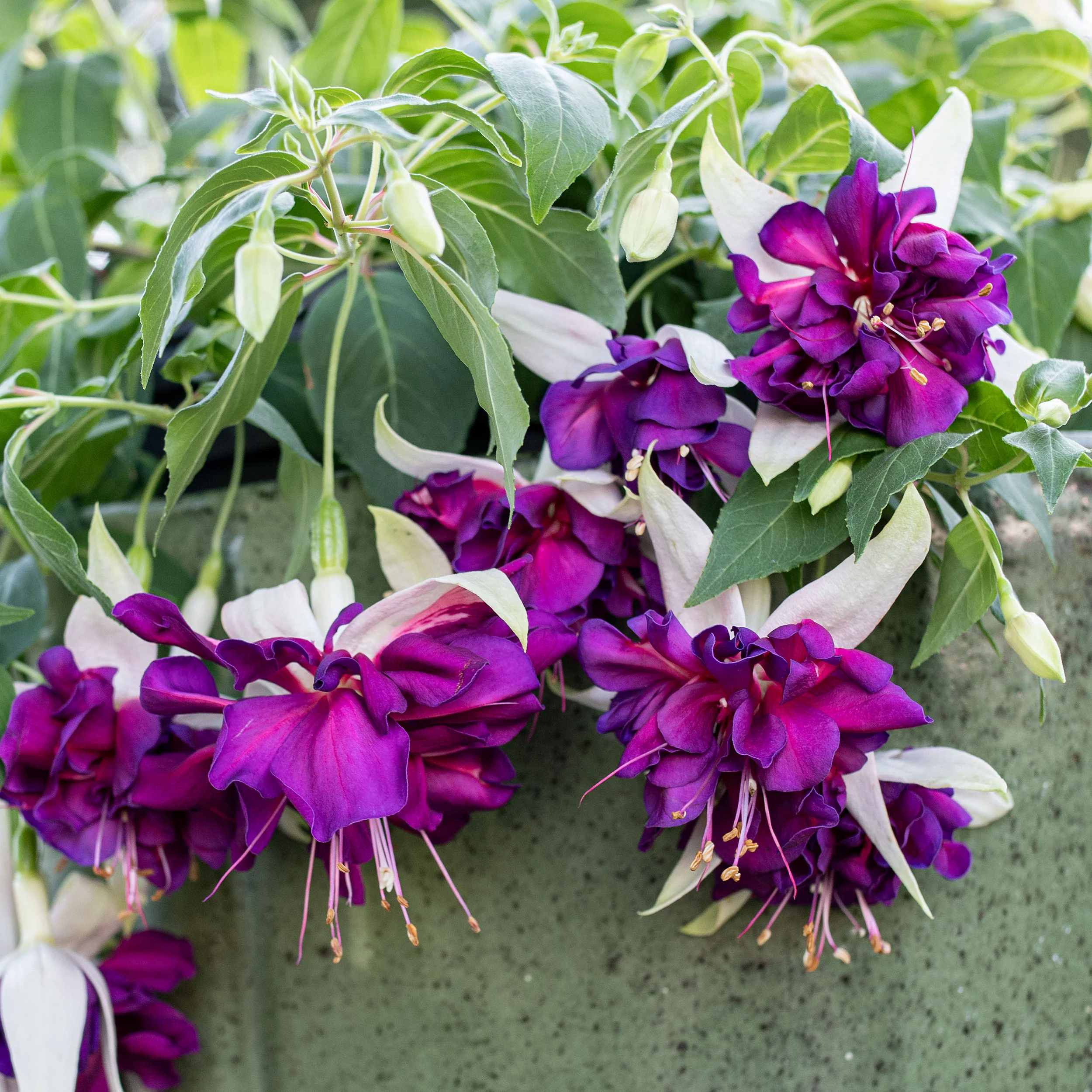 🧚‍♀️Fuchsia Flower Seeds-The fairy flower