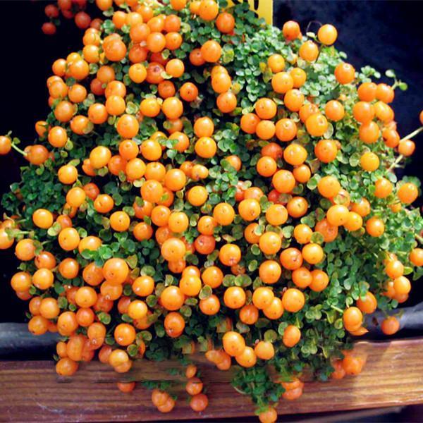 Egrow 50Pcs（100Pcs）/Bag Lamp Beads Grass Seeds Flower Seeds Garden Bonsai Plant for Home Garden Plants-chloriseeds