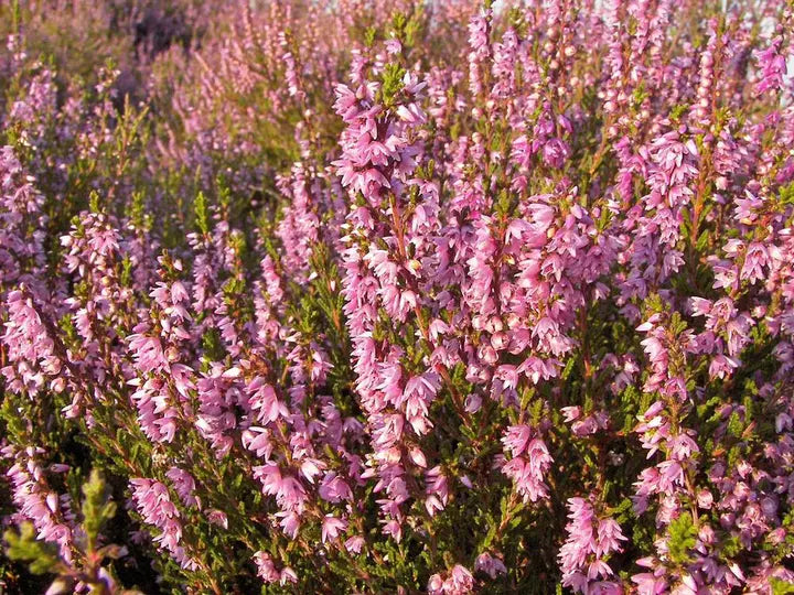 Purple Heather-callun-chloriseeds