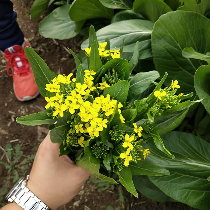 Four-Season Sweet Choy Sum Seeds