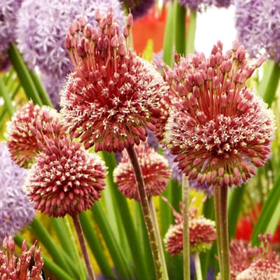 Allium Red Mohican