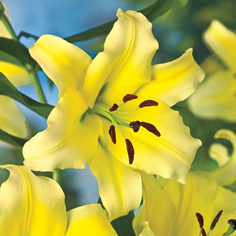 🌸Lillium Asiatic Lily Bulbs – Vibrant Blooms for Your Garden!🌿