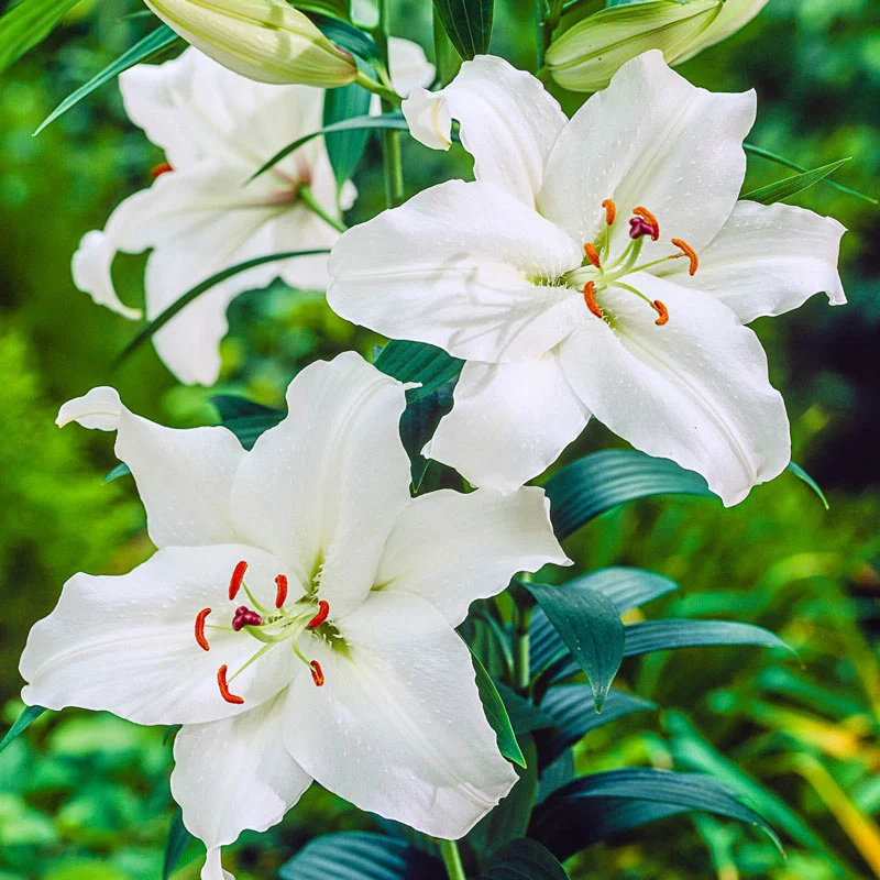 🌸Lillium Asiatic Lily Bulbs – Vibrant Blooms for Your Garden!🌿