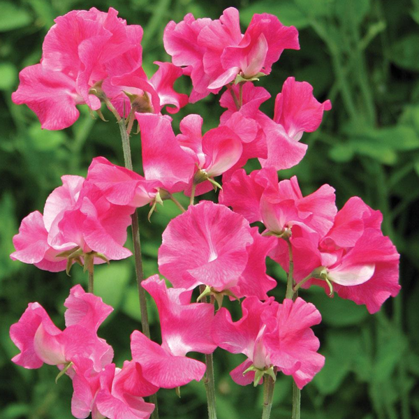 Sweet Pea (Lathyrus Odoratus) Seeds-chloriseeds