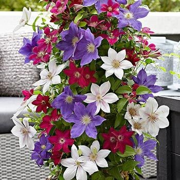 Climbing Mixed Perennial Clematis Seeds - Over 50 Kinds Mixed