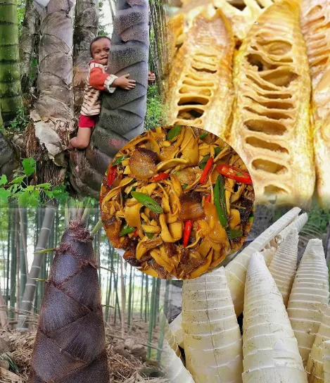 🎍Giant Dragon Bamboo Seeds