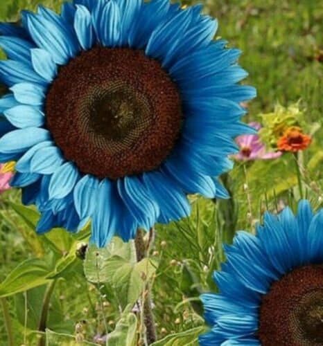 Blue Sunflower Seeds
