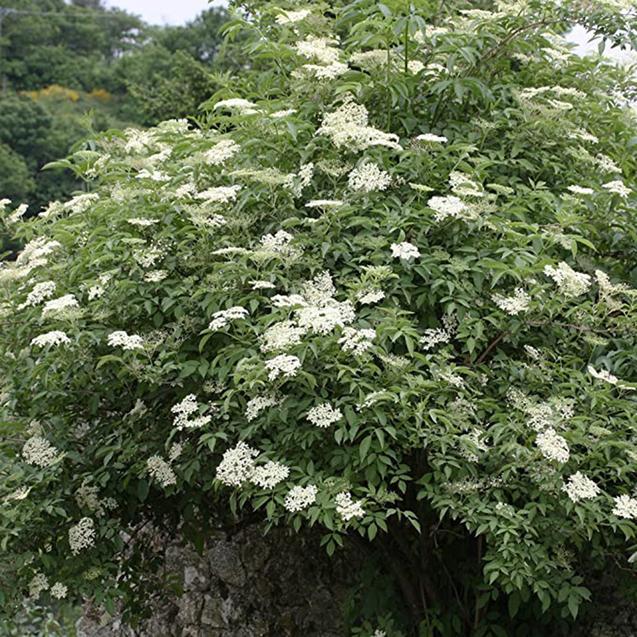 Egrow 50Pcs,100 Pcs/Pack Elderberry Seeds Green Polygonum Japonicum Seed Garden Decoration-chloriseeds