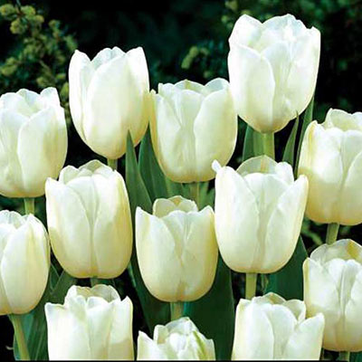 🌷 Classic Tulip Bulbs