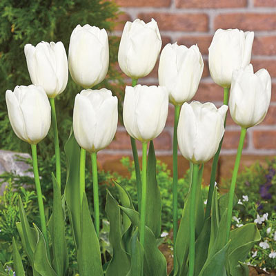 🌷 Classic Tulip Bulbs