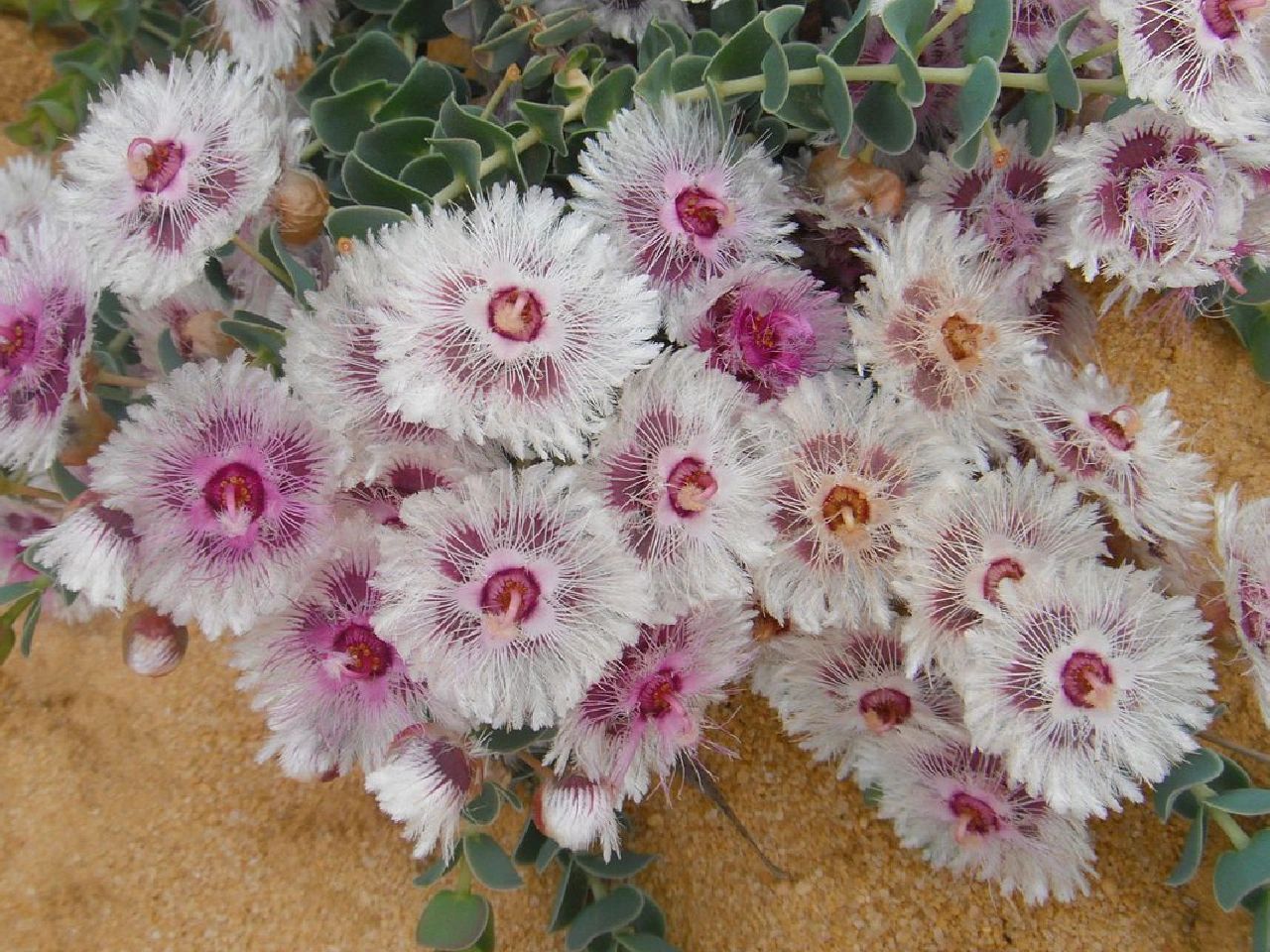 Verticordia Picta flowers-Feather Flower