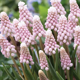 Grape Hyacinth Bulbs