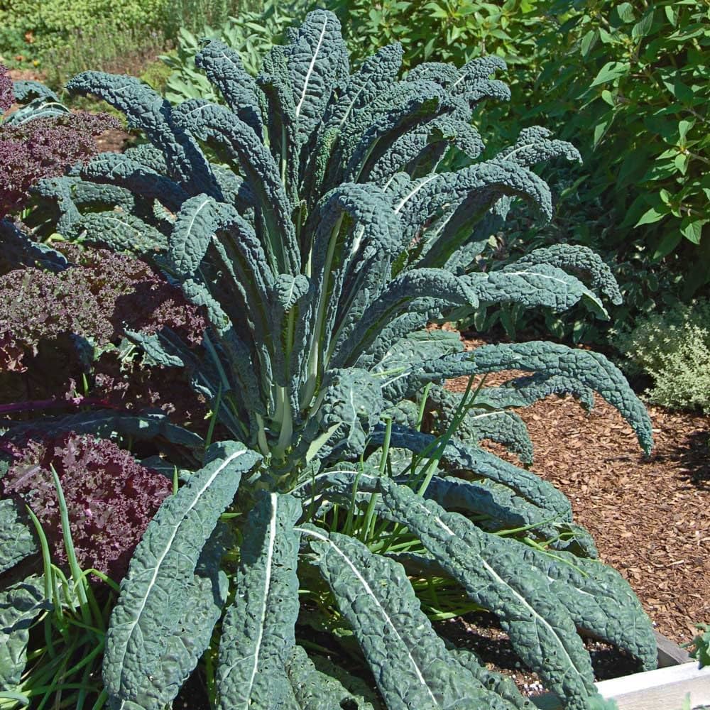 Kale Seeds