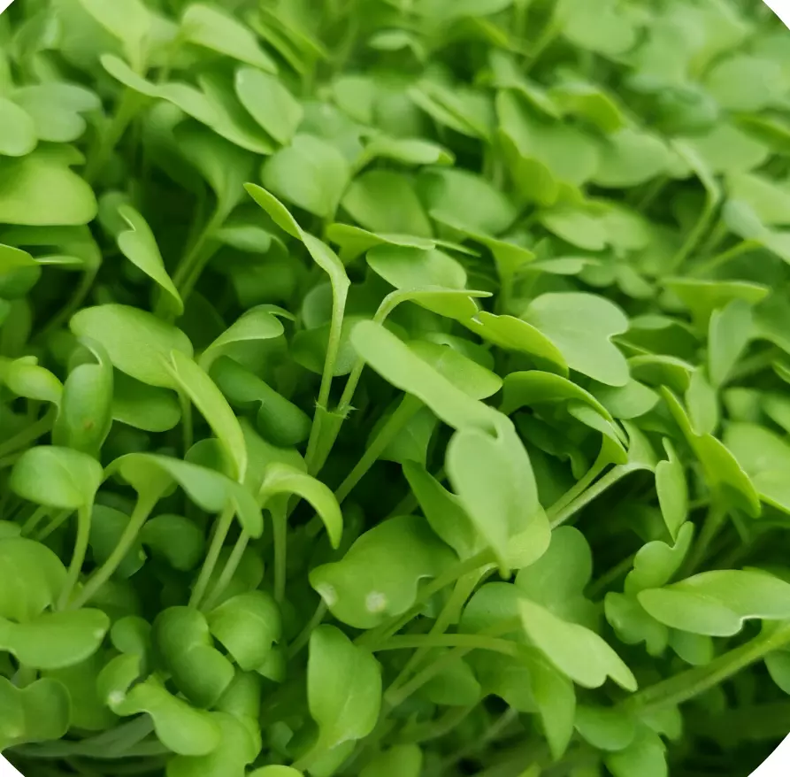 Rocket Cultivated herb Microgreens - Micro Rocket Cultivated herb x 2000 seeds