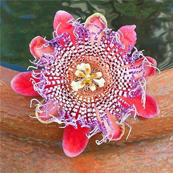 Egrow 50Pcs/Pack Passion Flower Seeds Garden Rare Passiflora Incarnata Fruit Plants Seeds-chloriseeds