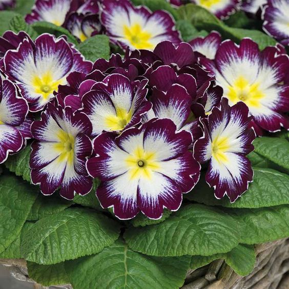 Primula Malacoides Seeds, Primrose Seeds-chloriseeds