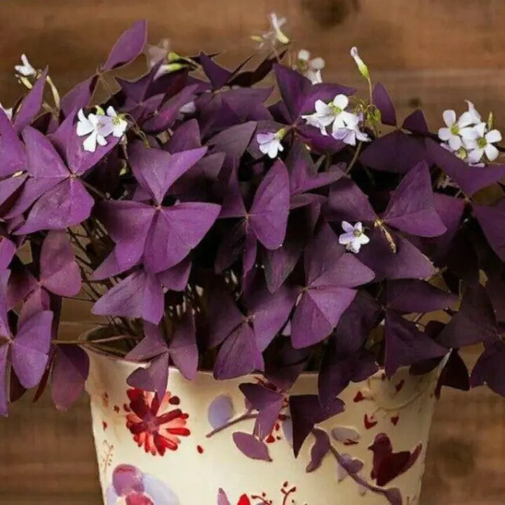 10Pcs Flowers Sourdough Cuckoo Shamrock sorrel lichen garden-chloriseeds