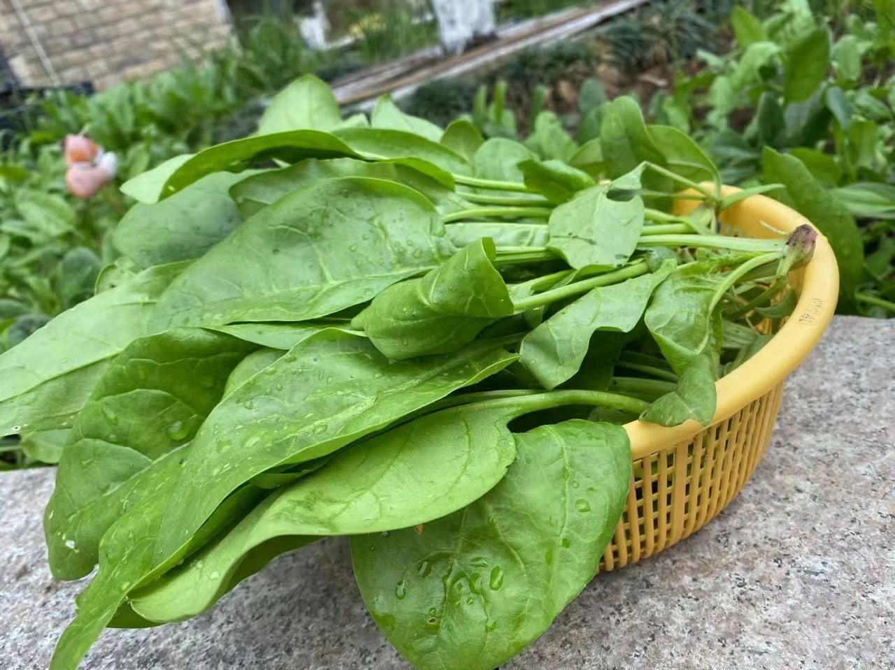 Organic Big Leaf Spinach
