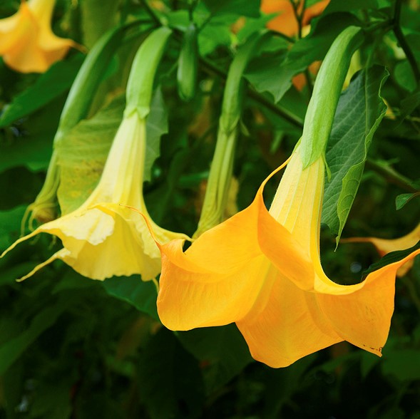 50pcs/Bag Datura Brugmansia Seeds Potted Bonsai Trumpets Angel Flower Seeds