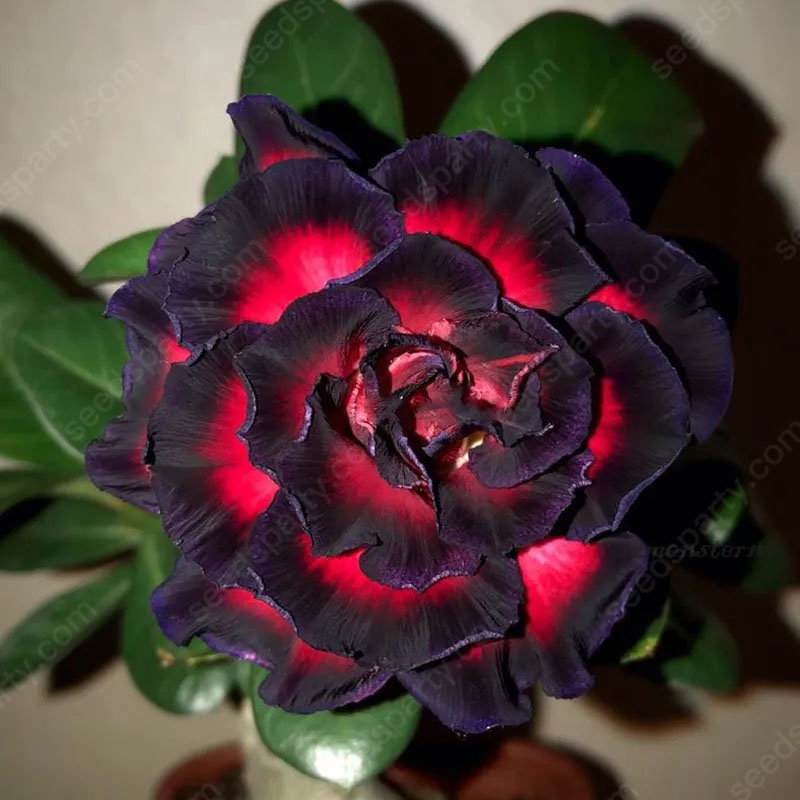 💐Desert Rose Seeds💖Various Colors🌱Long Flowering Period 