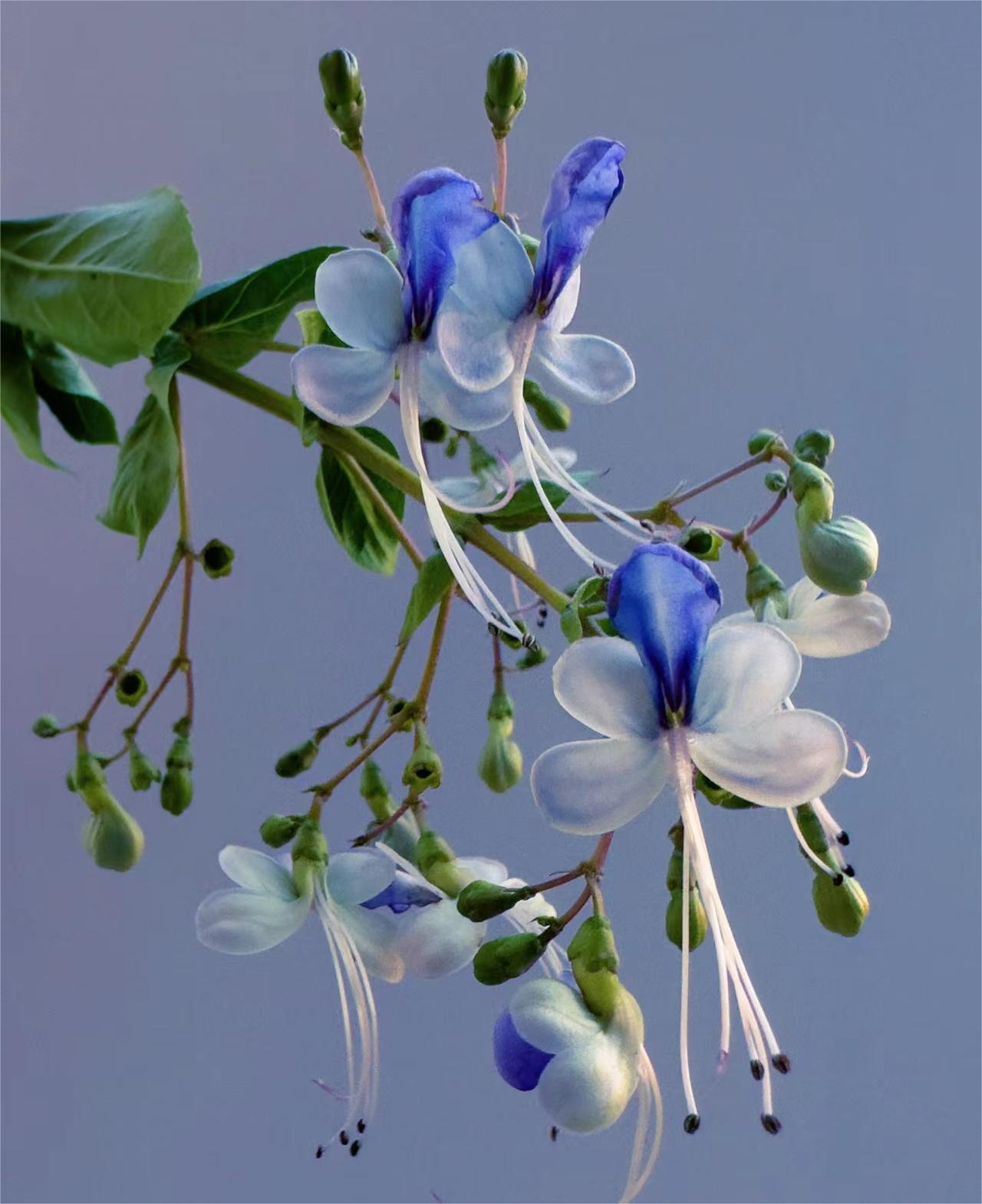 Blue Butterfly Flower 💙🦋Easy-chloriseeds