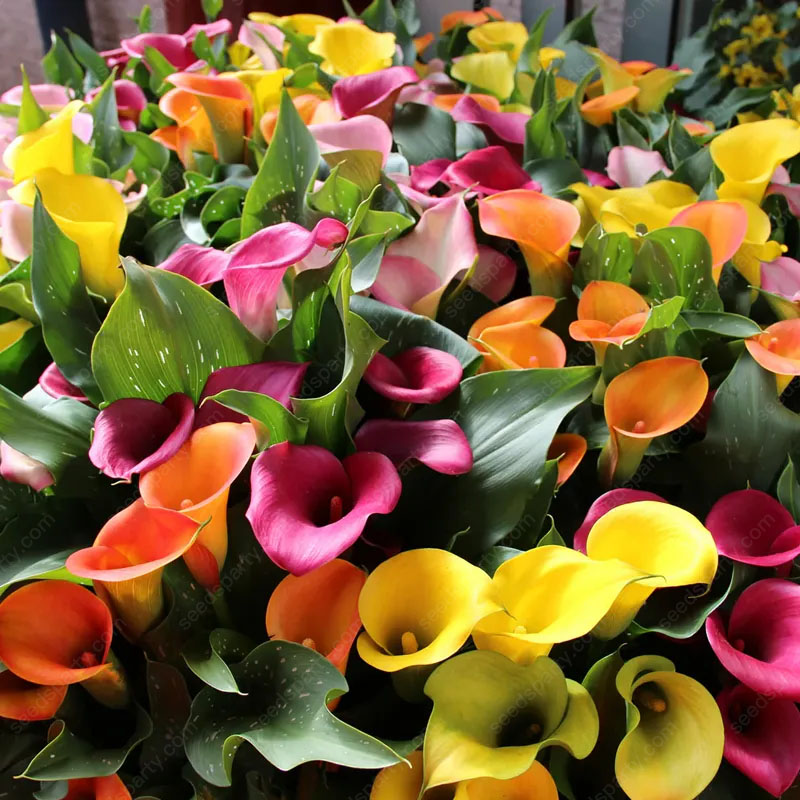🚀Extremely discounts🌱Calla Bulb🧲Horseshoe-shaped flowers