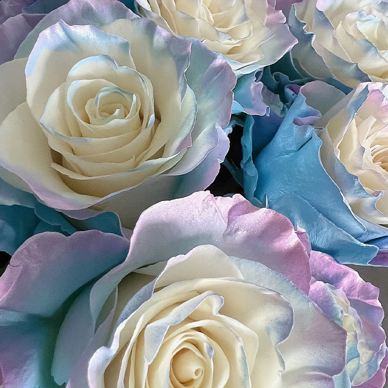 🌹Rare Rose - Fairy Tale-chloriseeds