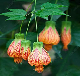 🌈New product launch🦄Abutilon pictum seeds✨Flowers bloom upside down