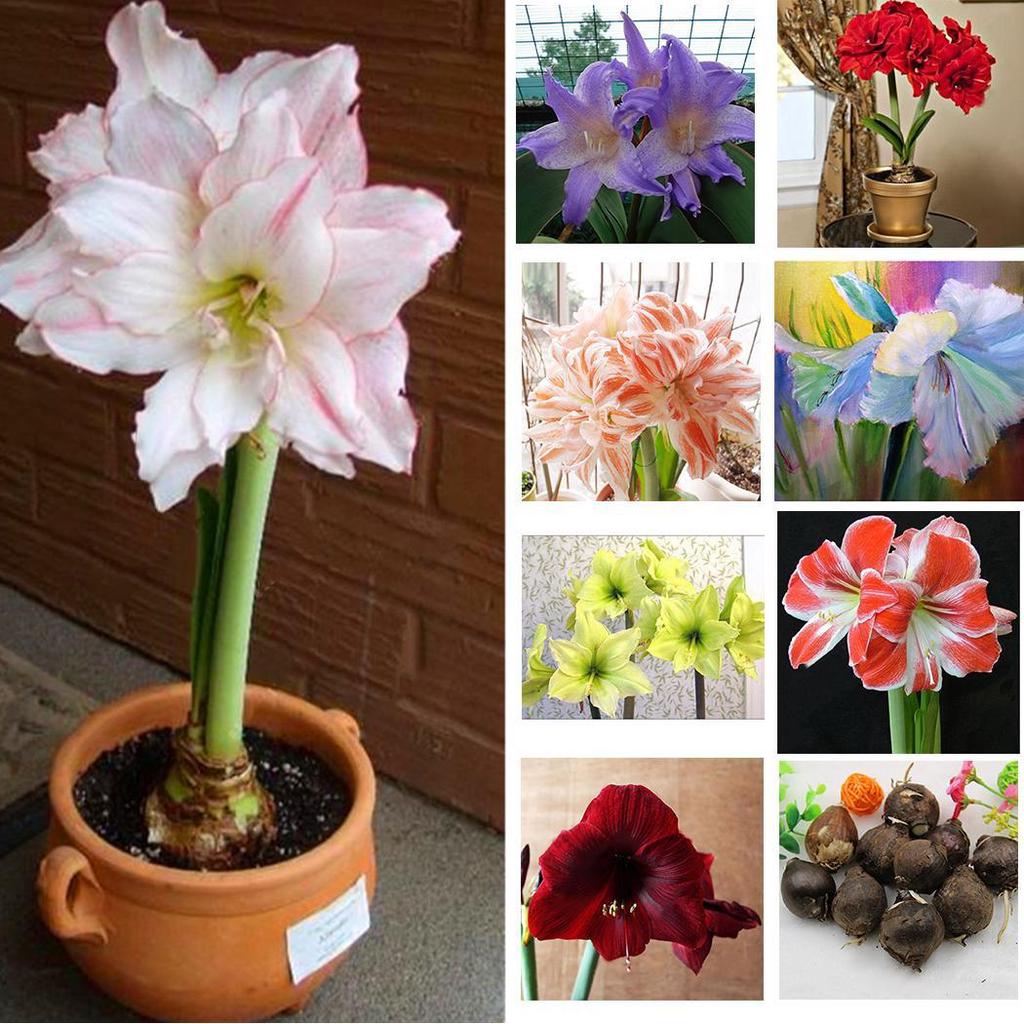 50pcs Hippeastrum Rutilum Seeds Bonsai Home Garden Balcony Plants-chloriseeds
