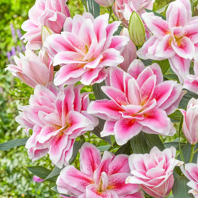 Rare Double Lily Perfume Bulbs