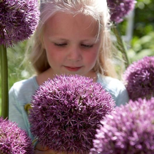 Garden Outdoor Giant Allium Giganteum Beautiful Flower Seeds Bonsai Plant Seeds