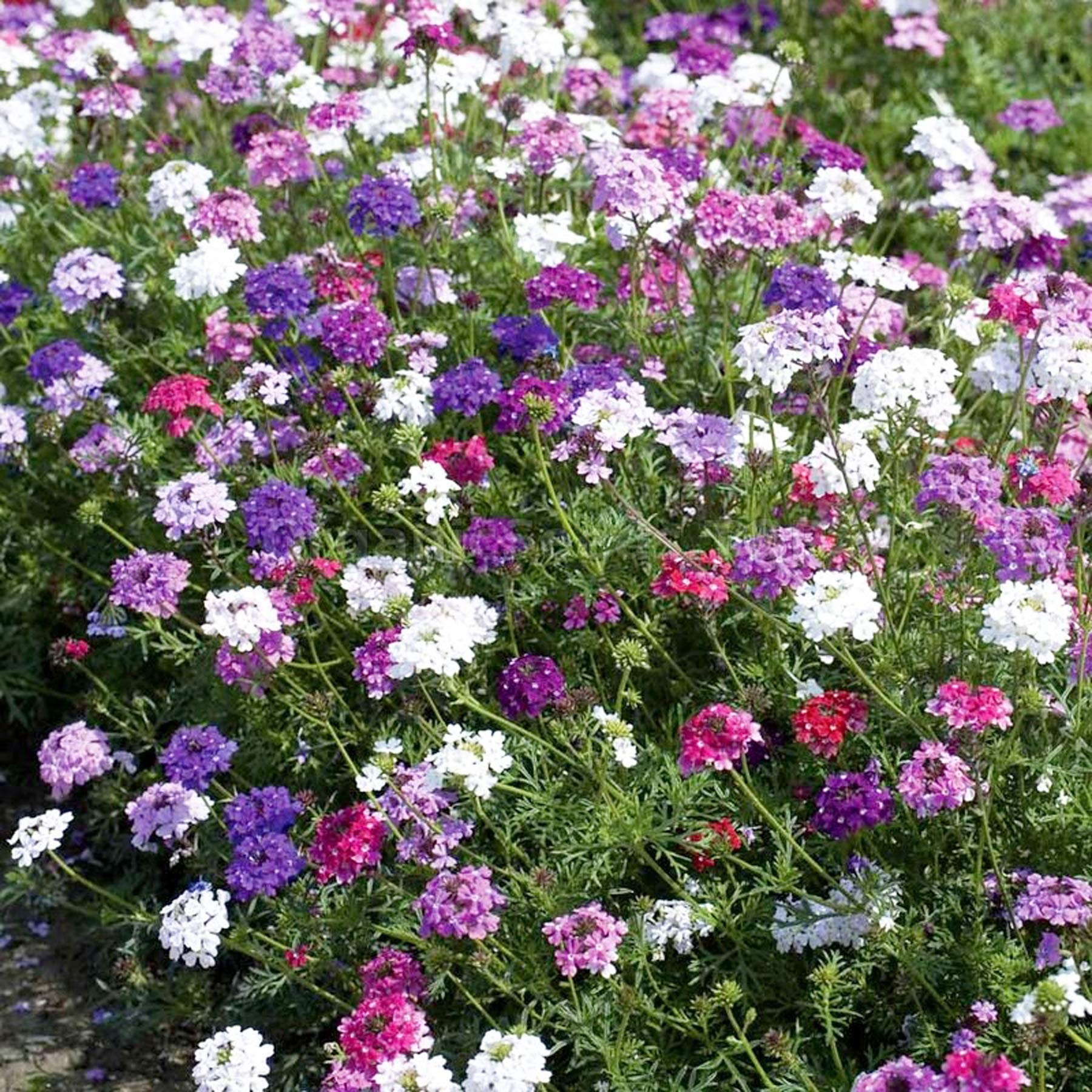 Verbena Seeds