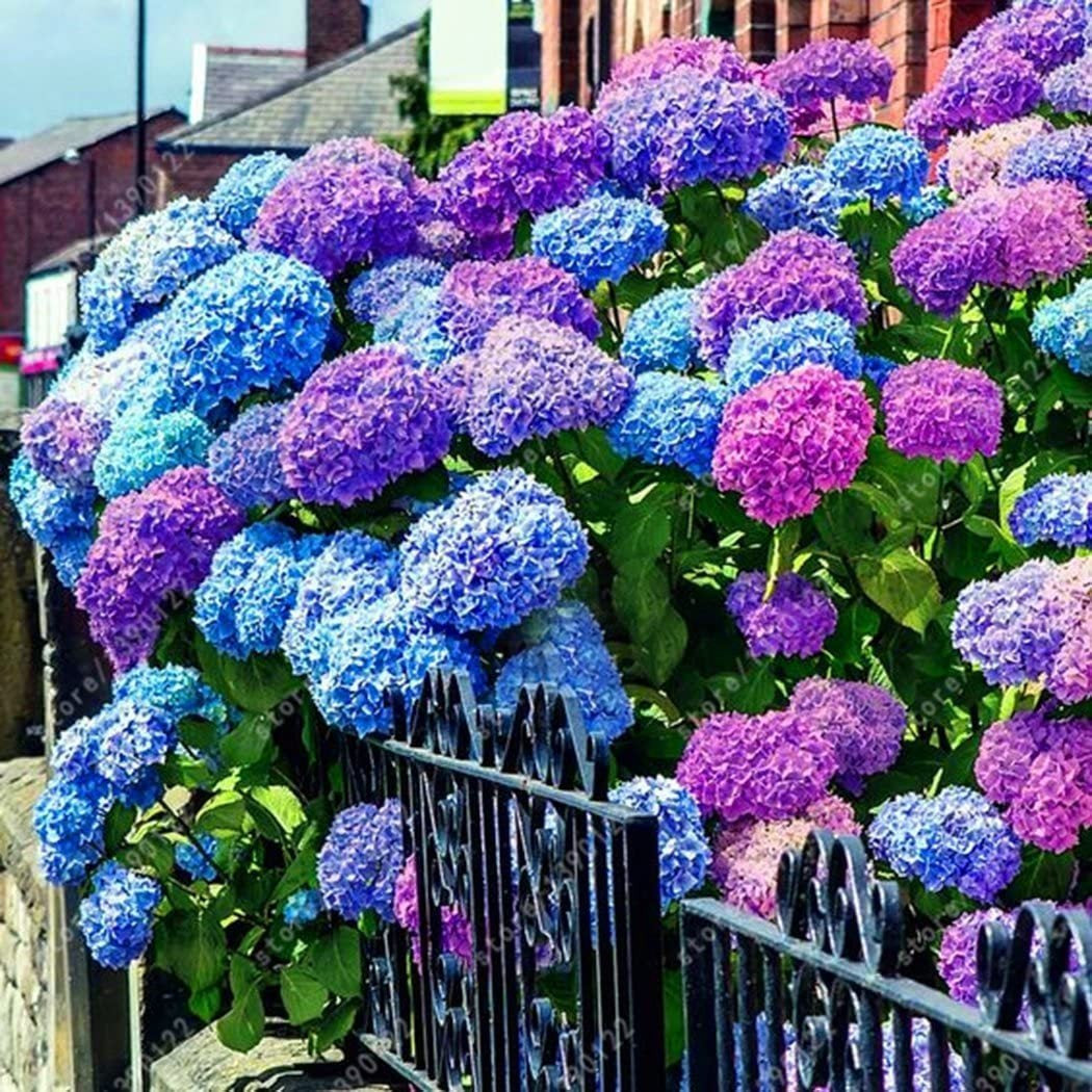 💙100 Pcs Hydrangea Seed Bonsai Flower Seeds ☀️Hydrangea Perennial Garden Home