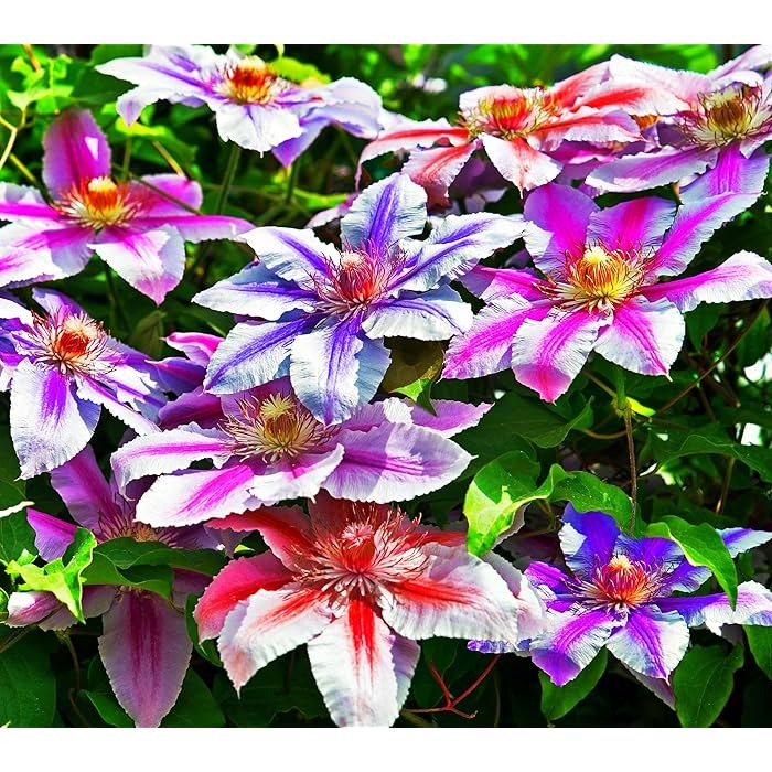 Climbing Mixed Perennial Clematis Seeds - Over 50 Kinds Mixed